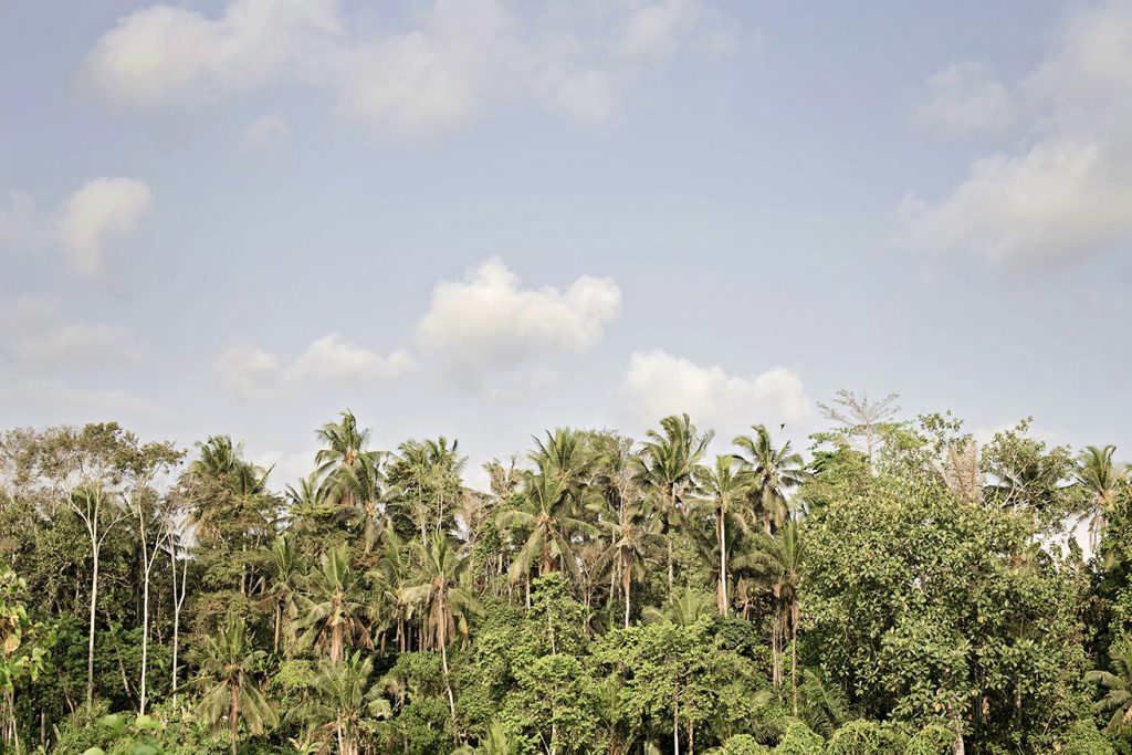 view over the tops of palm trees in Bali