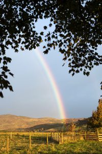 rainbow in a field