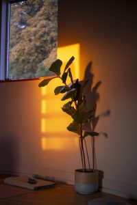 sun light hitting the wall in the yoga barn
